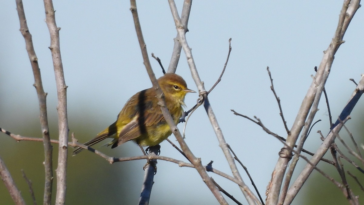Palm Warbler - ML644675723