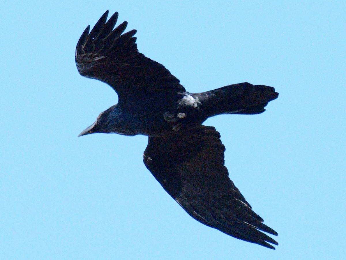 Крук звичайний - ML644675744