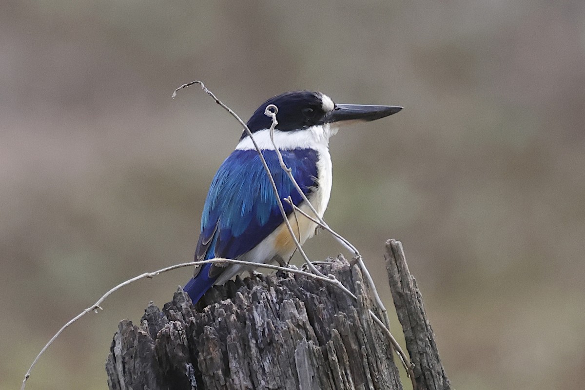 Forest Kingfisher - ML644675748