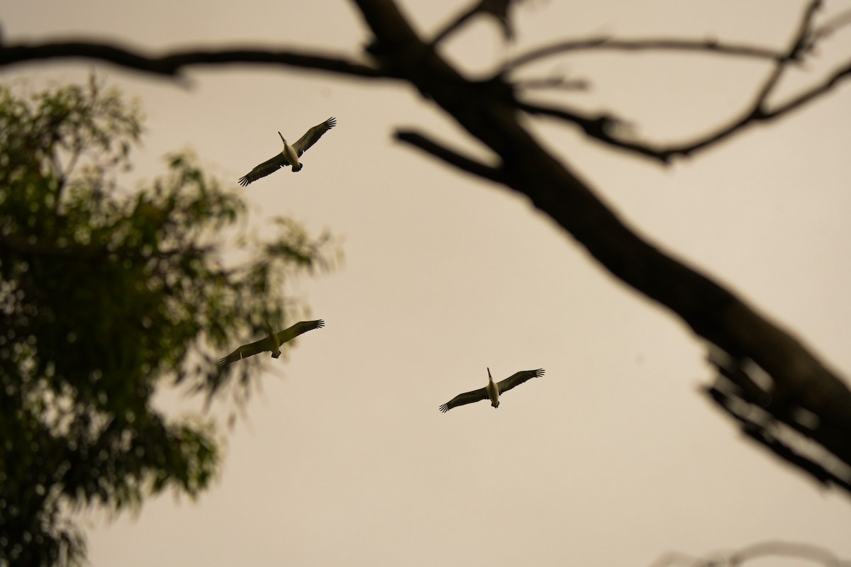 Australian Pelican - ML644675776