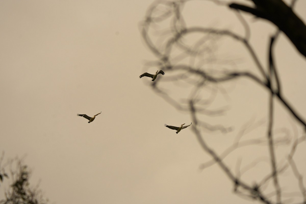 Australian Pelican - ML644675777