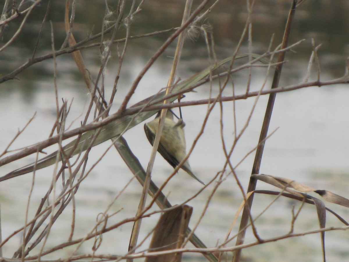 Ruby-crowned Kinglet - ML644675778