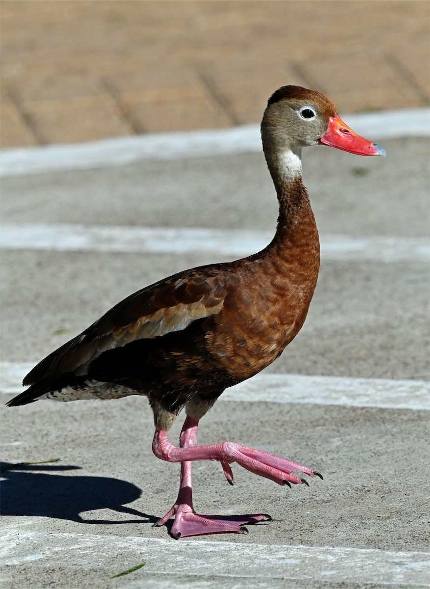 Black-bellied Whistling-Duck - ML644675794