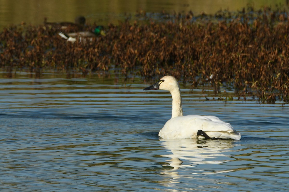 Американский лебедь (Американский) - ML644675797