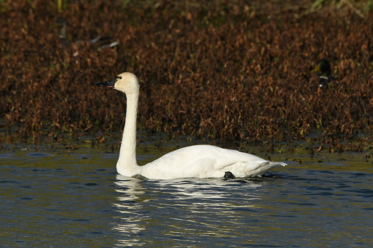 Американский лебедь (Американский) - ML644675798