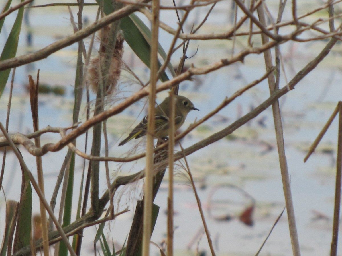 Ruby-crowned Kinglet - ML644675810