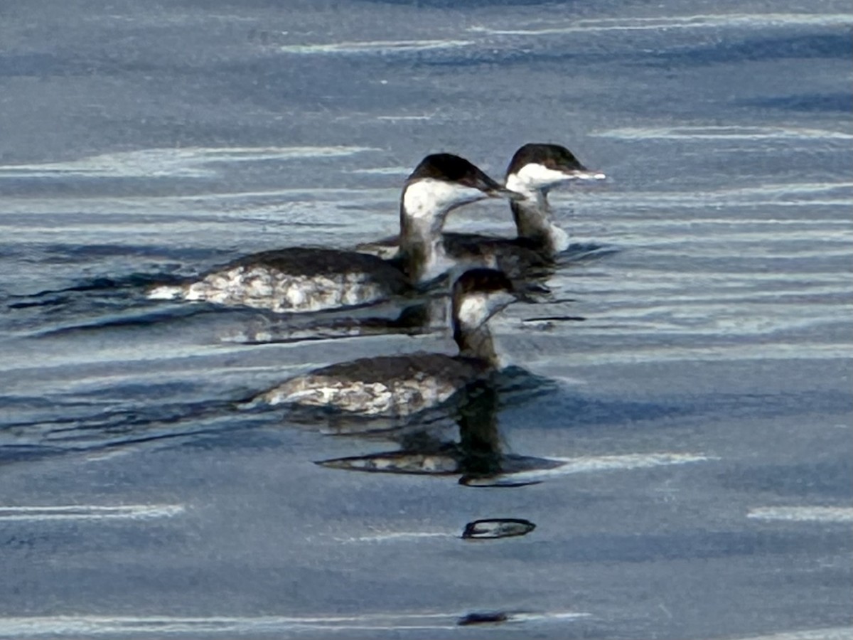 角鸊鷉 - ML644675814