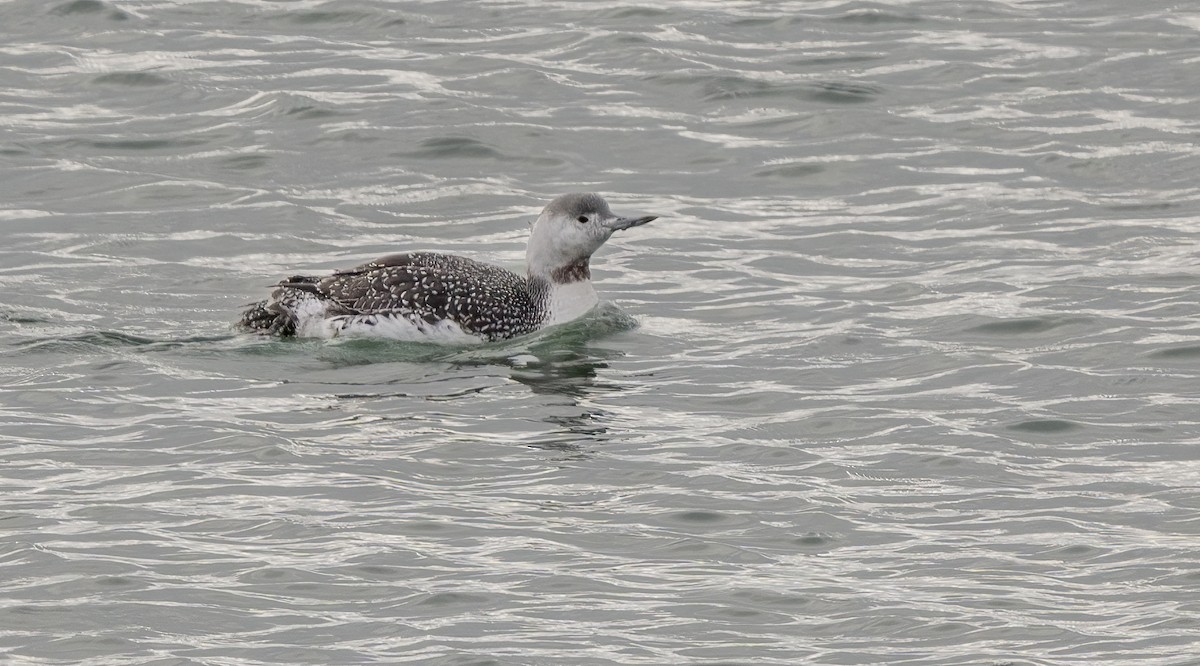 紅喉潛鳥 - ML644675827