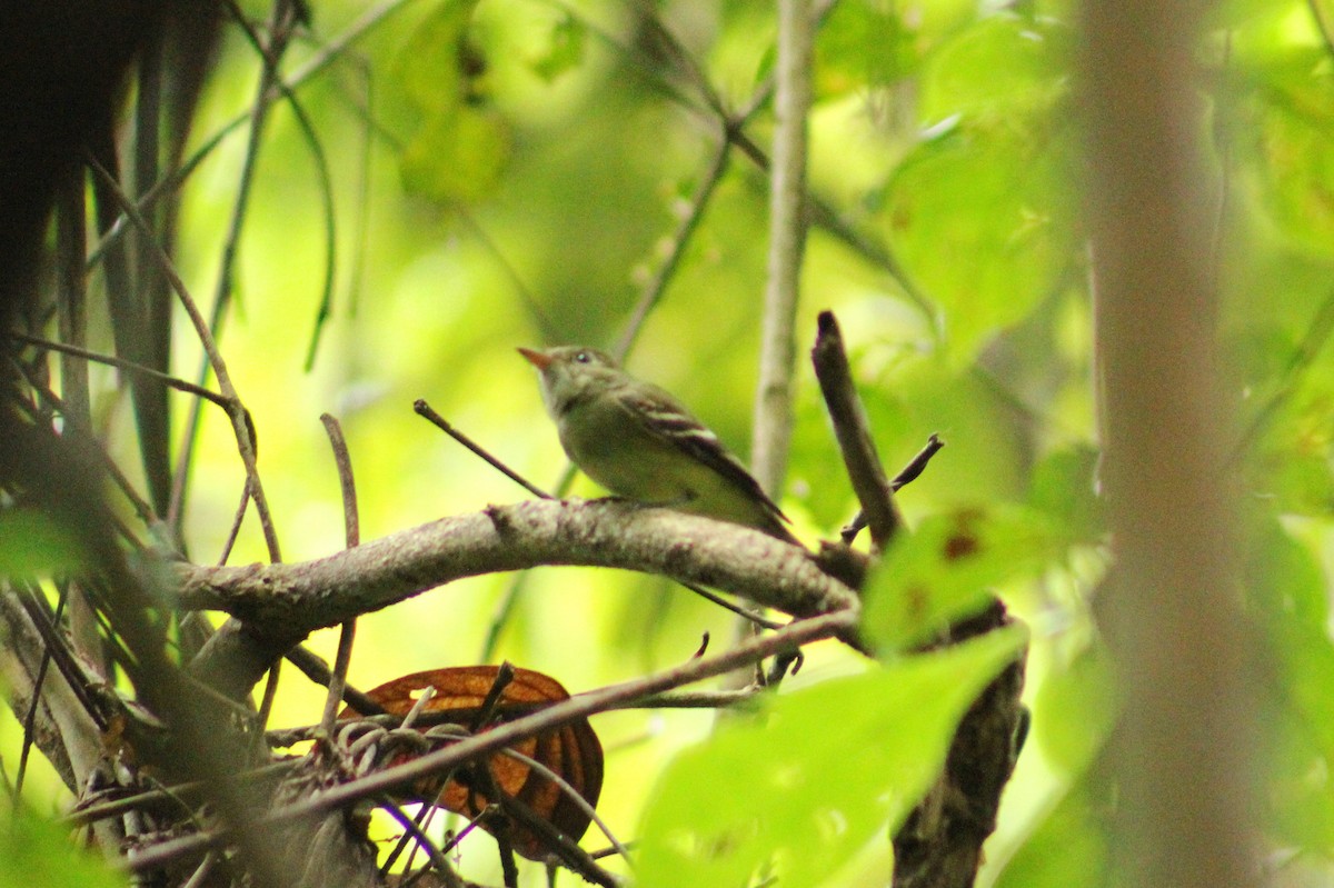 Піві-малюк оливковий - ML644675828