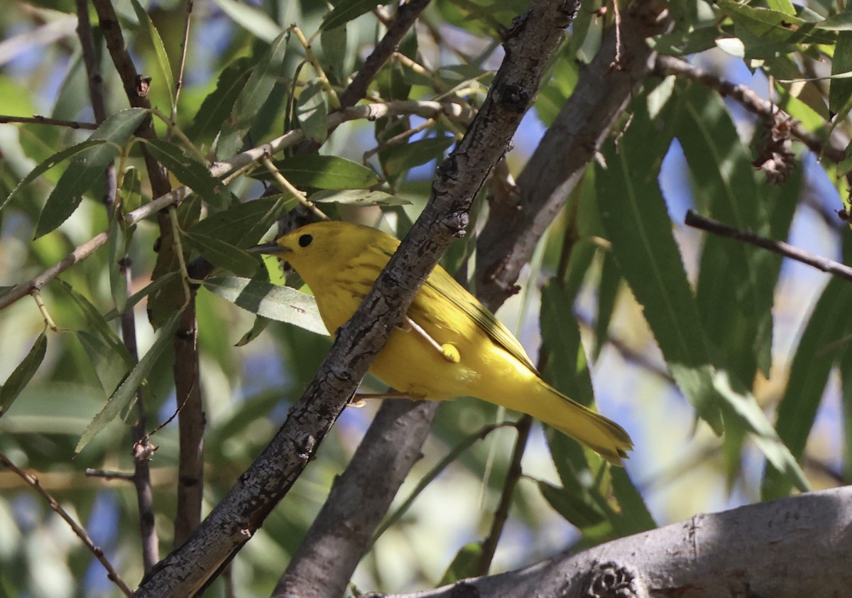 Northern Yellow Warbler - ML644675835