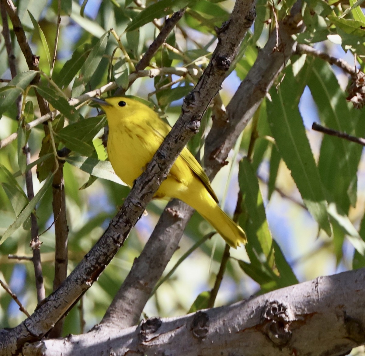 Northern Yellow Warbler - ML644675837