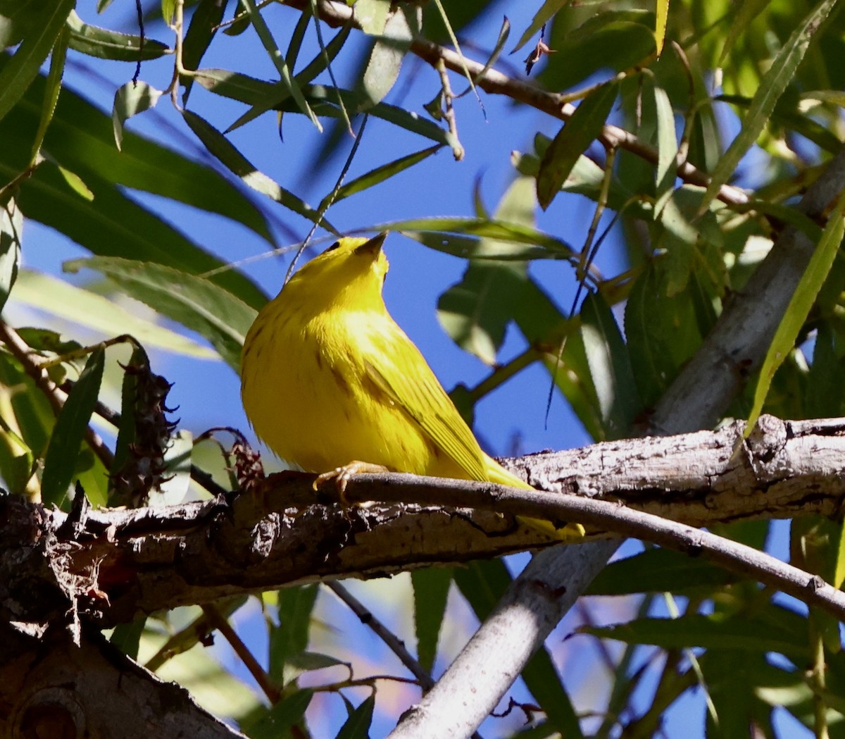 Northern Yellow Warbler - ML644675838