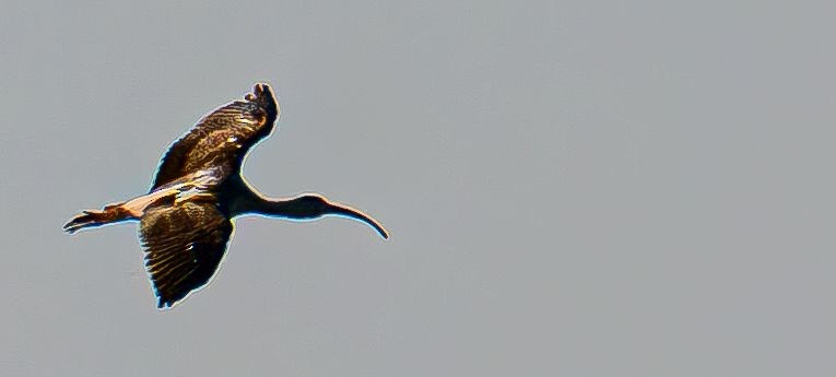 White Ibis - ML644675842