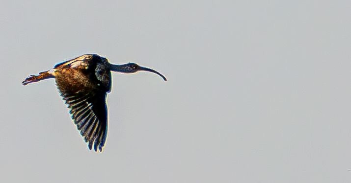 White Ibis - ML644675843