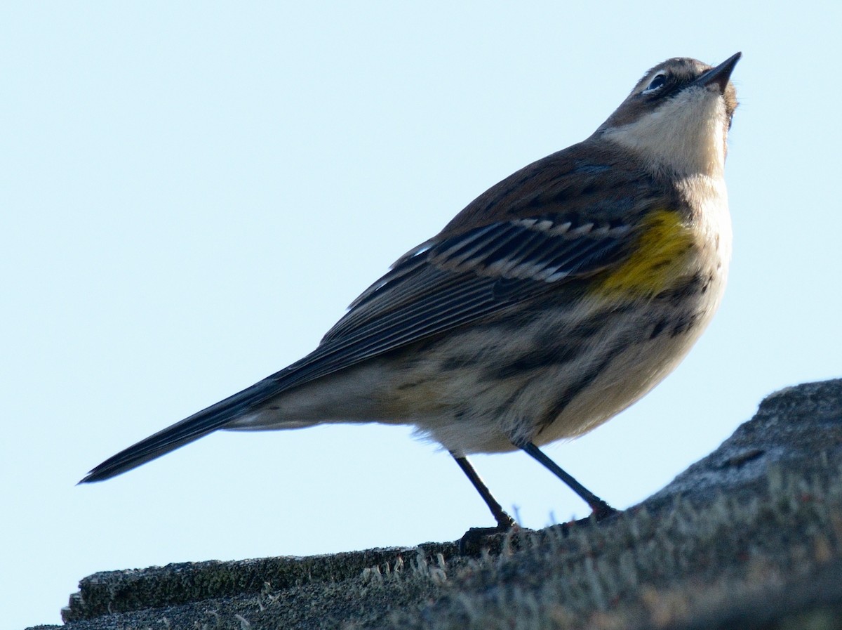 Yellow-rumped Warbler (Myrtle) - ML644675846