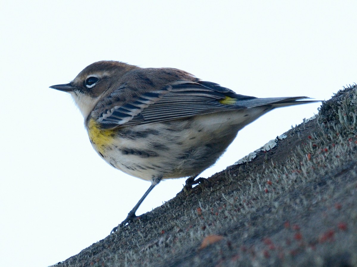 Yellow-rumped Warbler (Myrtle) - ML644675847