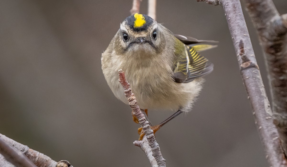 Golden-crowned Kinglet - ML644675849