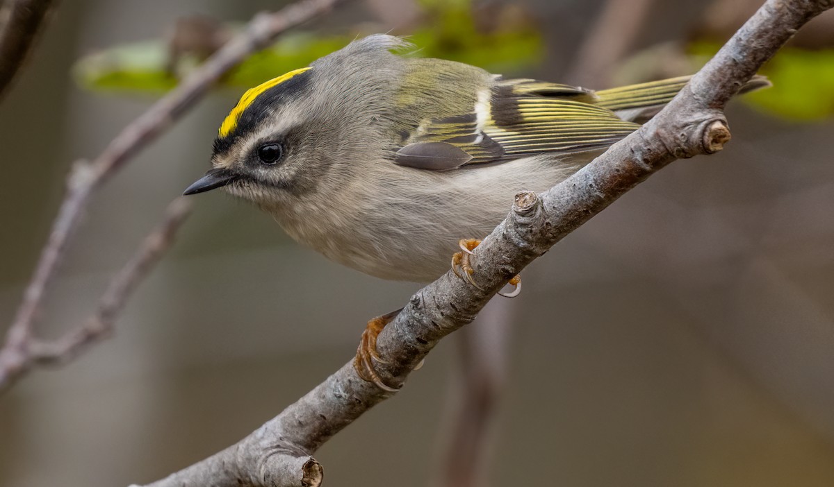 Golden-crowned Kinglet - ML644675850