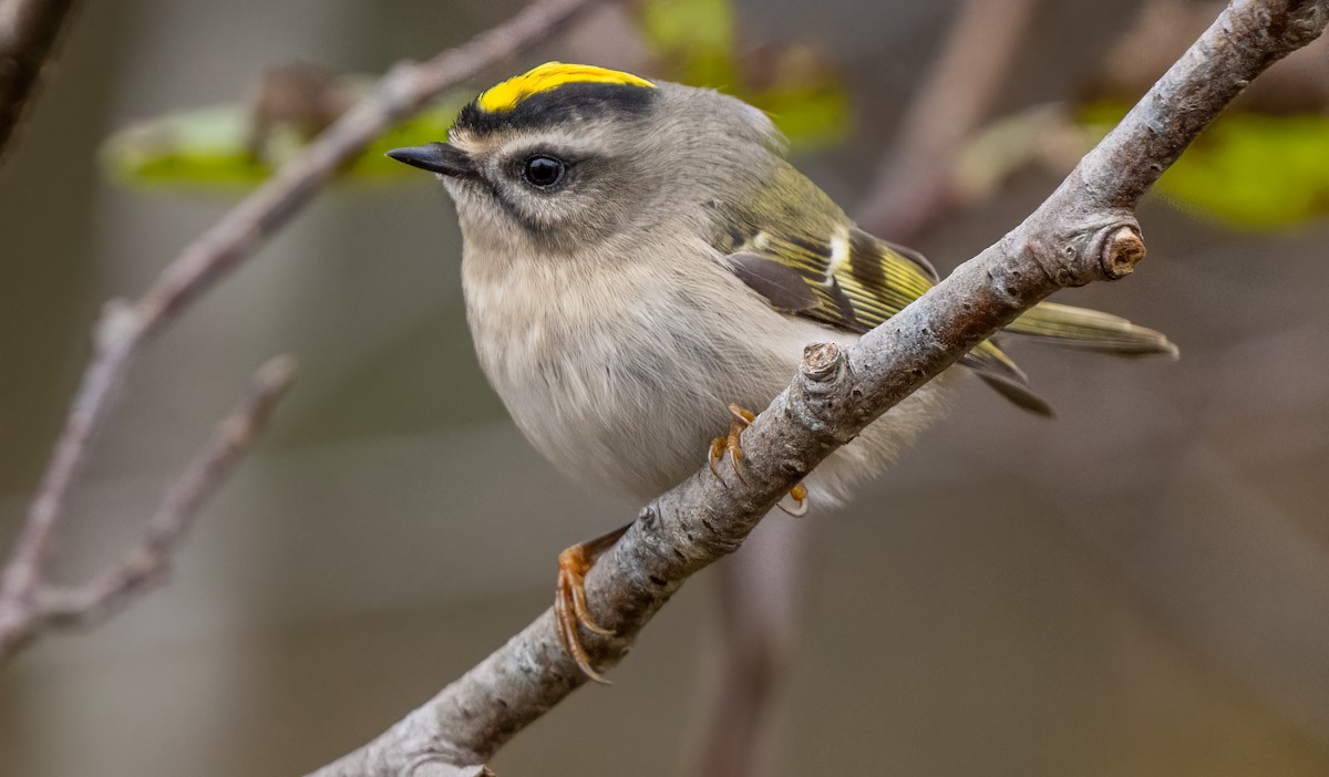 Golden-crowned Kinglet - ML644675852