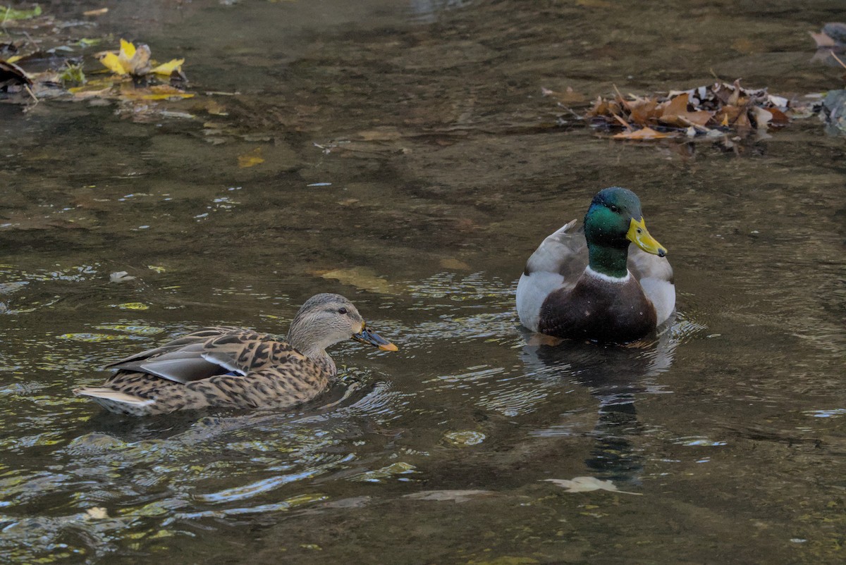 Mallard - ML644675853