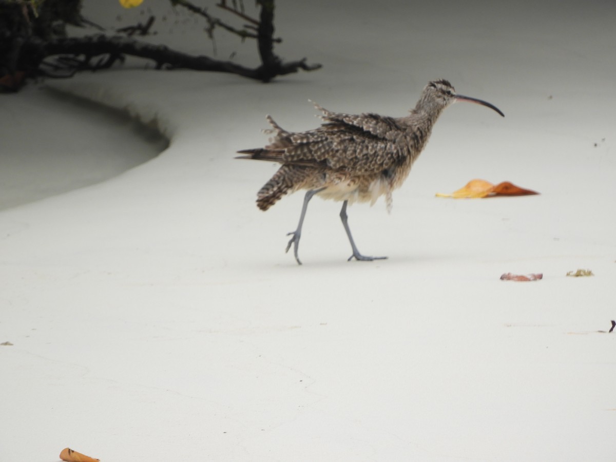 Hudsonian Whimbrel - ML644675857