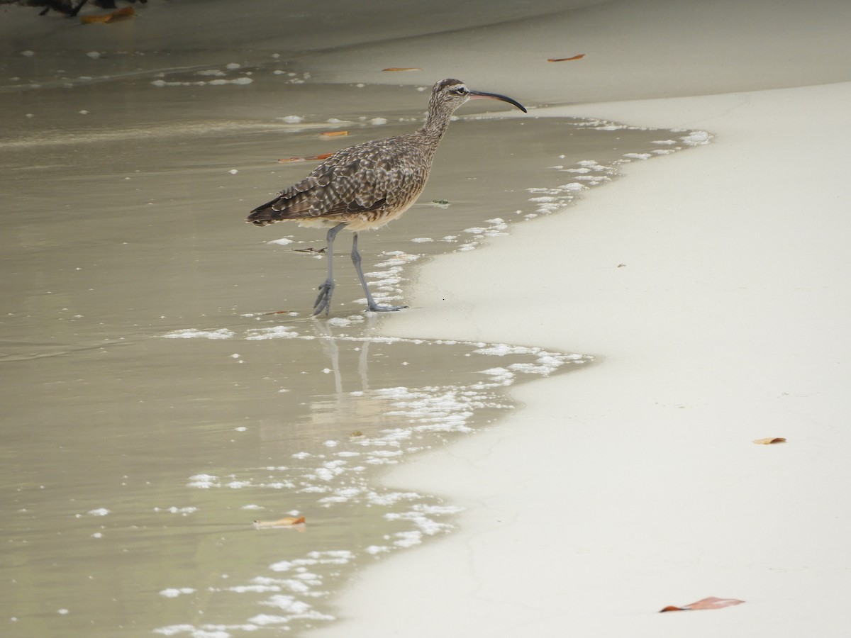 Hudsonian Whimbrel - ML644675858