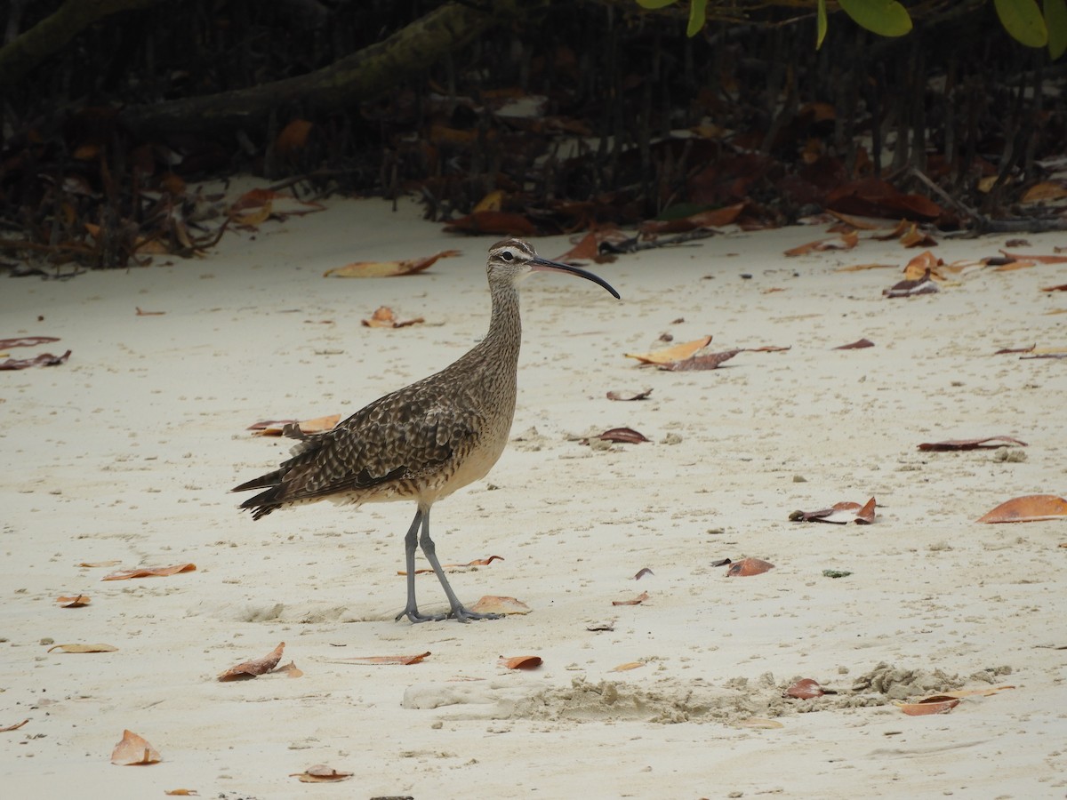 Hudsonian Whimbrel - ML644675859