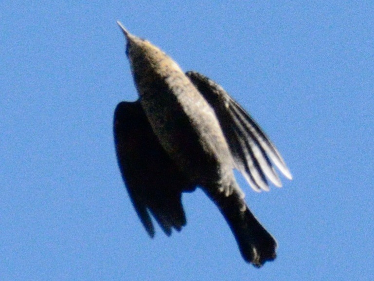Rusty Blackbird - ML644675860