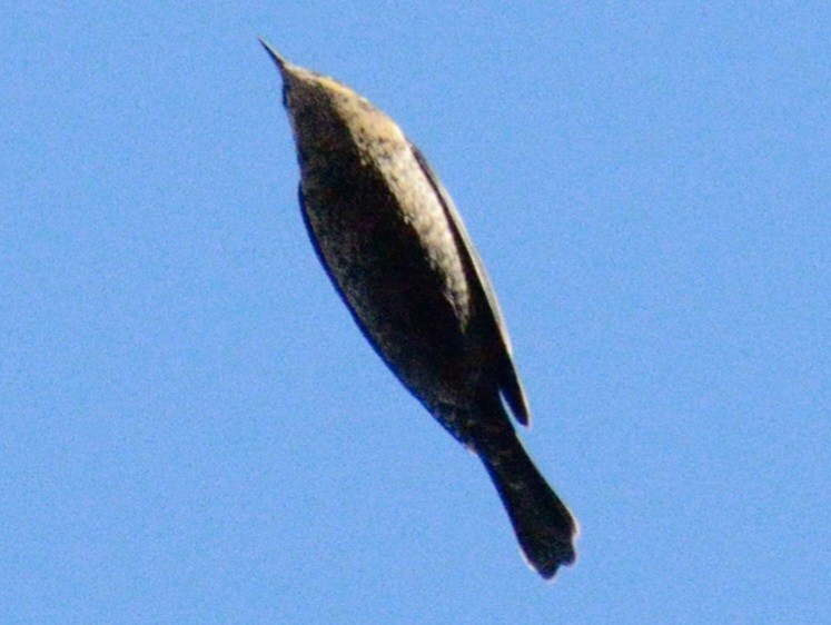 Rusty Blackbird - ML644675861