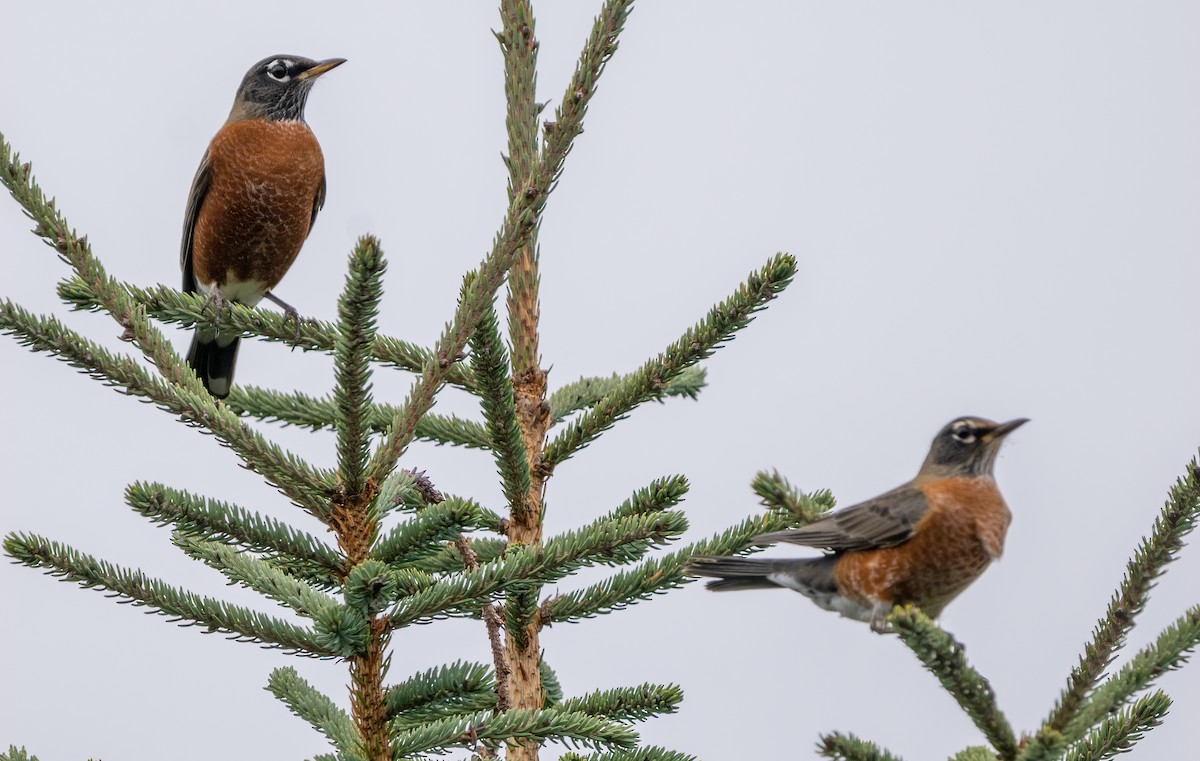American Robin - ML644675862