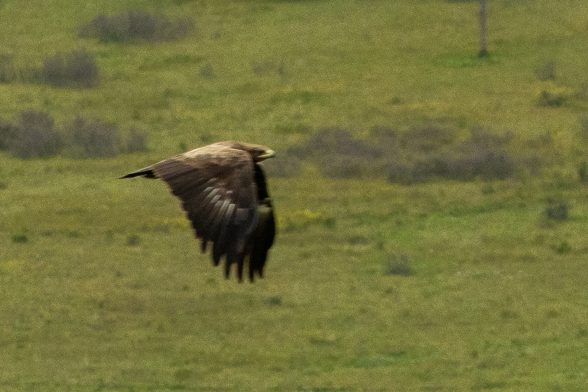 Greater Spotted Eagle - ML644675864