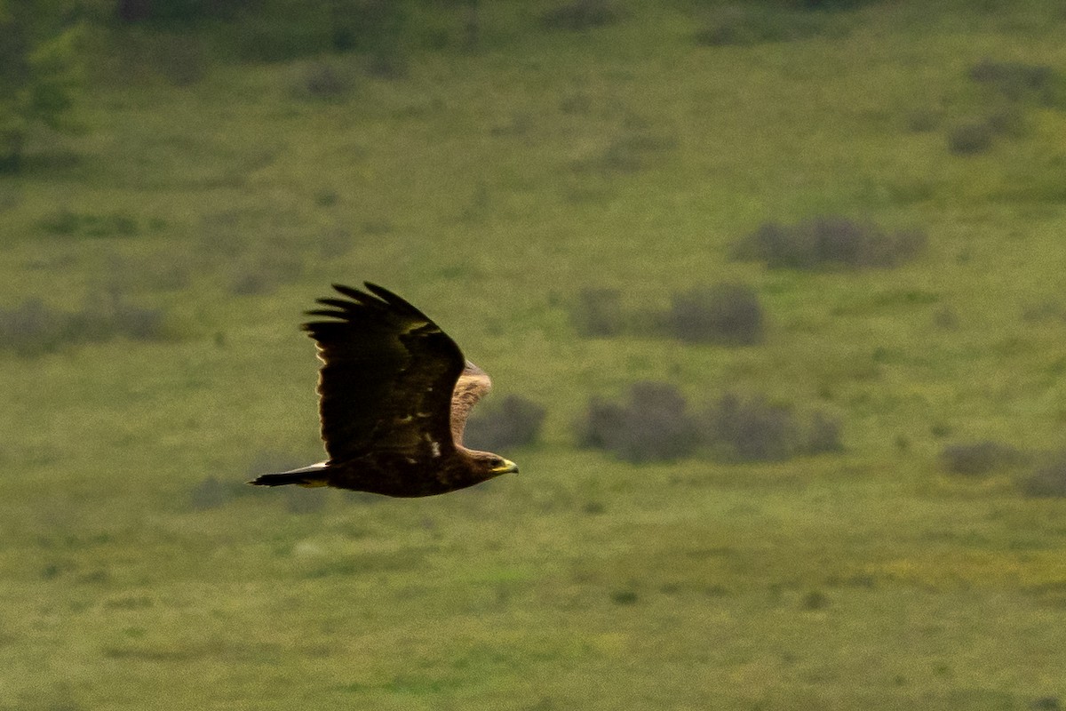 Greater Spotted Eagle - ML644675865