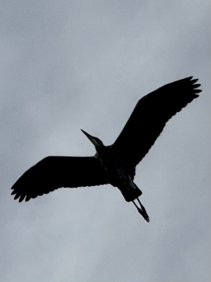 Great Blue Heron - ML644675868