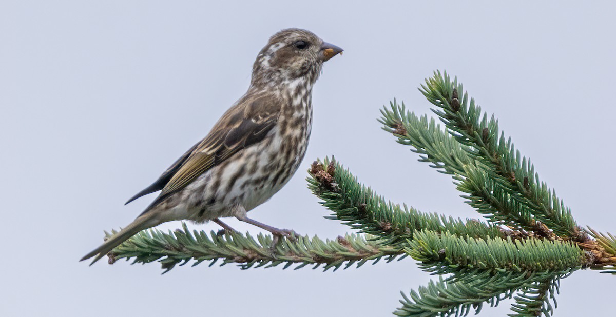 Purple Finch - ML644675871