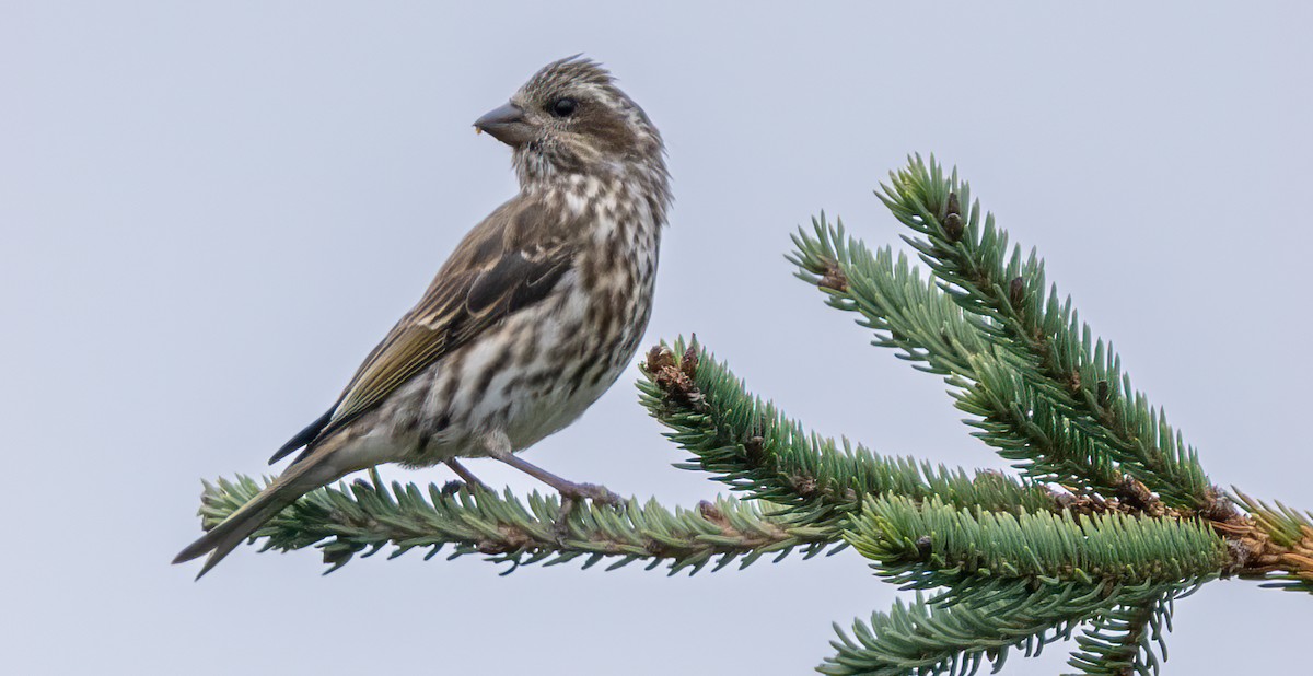Purple Finch - ML644675872