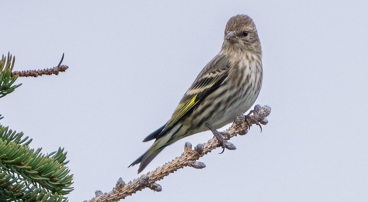 Pine Siskin - ML644675878