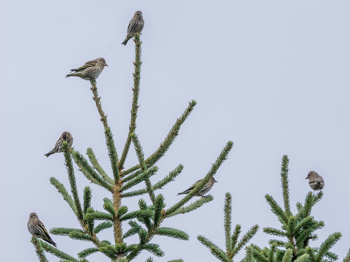Pine Siskin - ML644675879