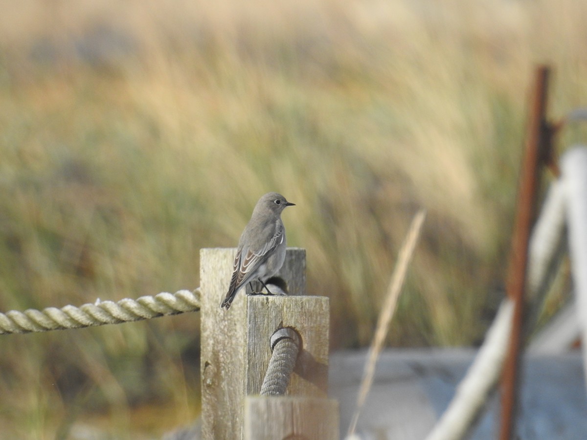 Mountain Bluebird - ML644675892