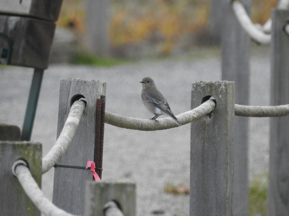 Mountain Bluebird - ML644675893