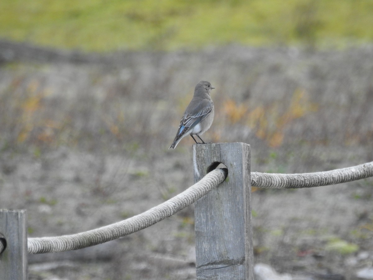 Mountain Bluebird - ML644675894