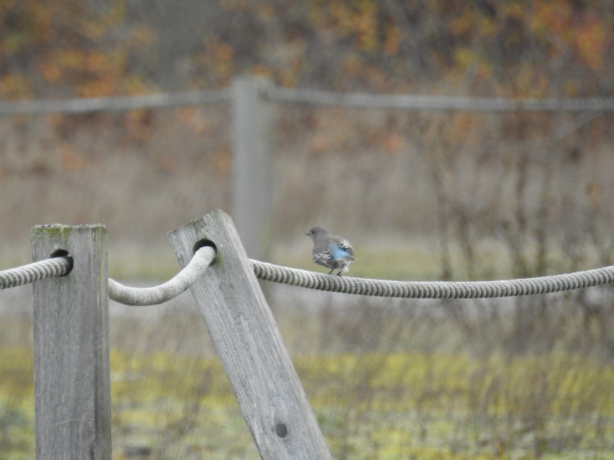 Mountain Bluebird - ML644675899