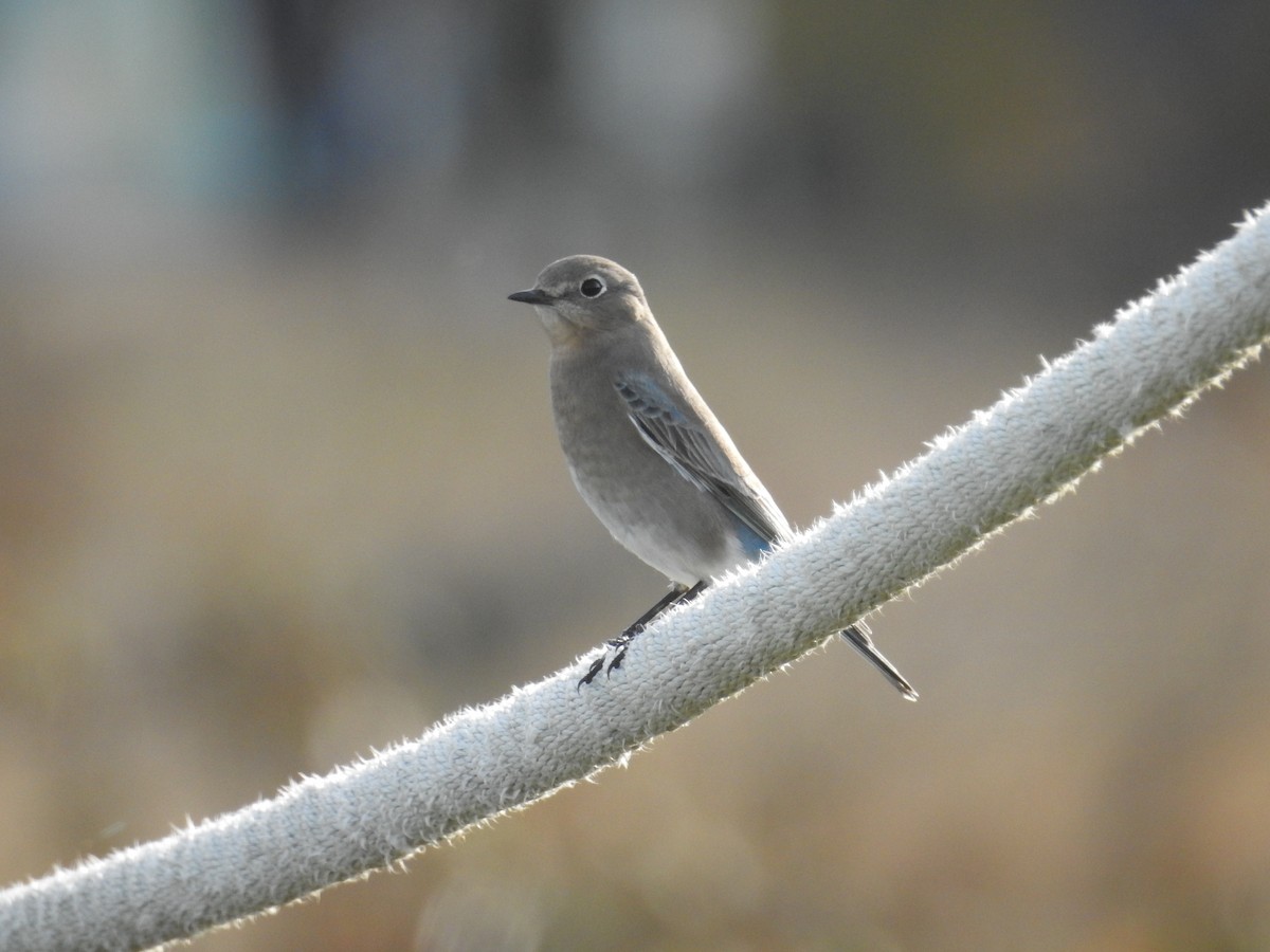 Mountain Bluebird - ML644675900