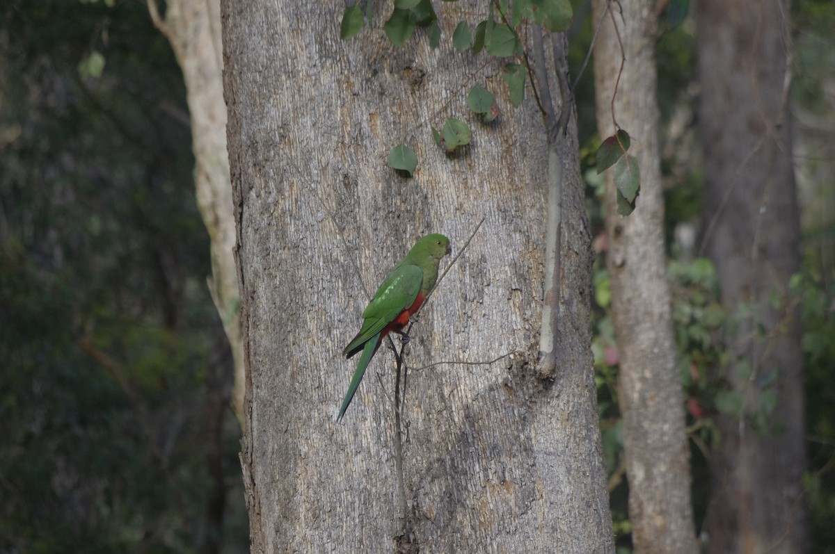 Perruche royale - ML644675906