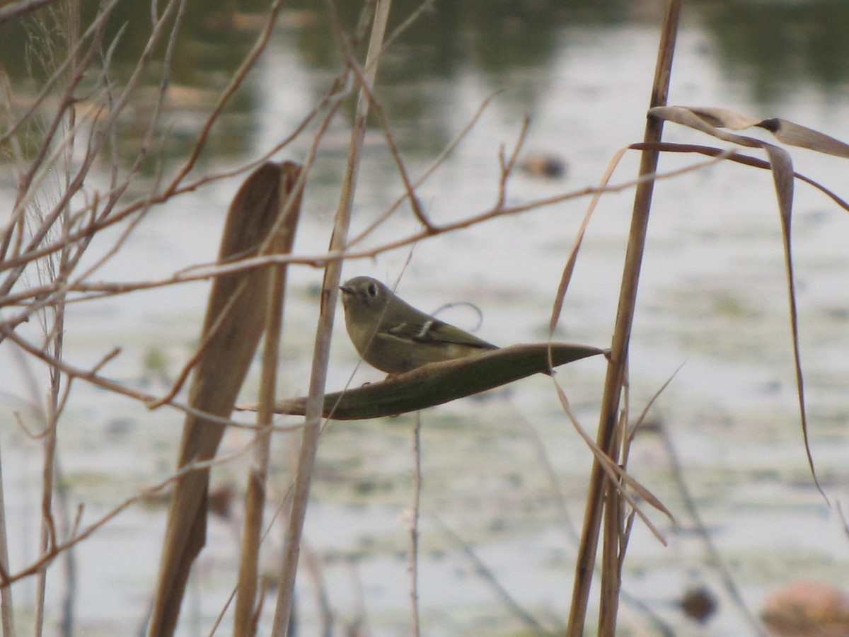 Ruby-crowned Kinglet - ML644675915