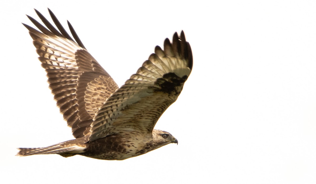 Upland Buzzard - ML644675927