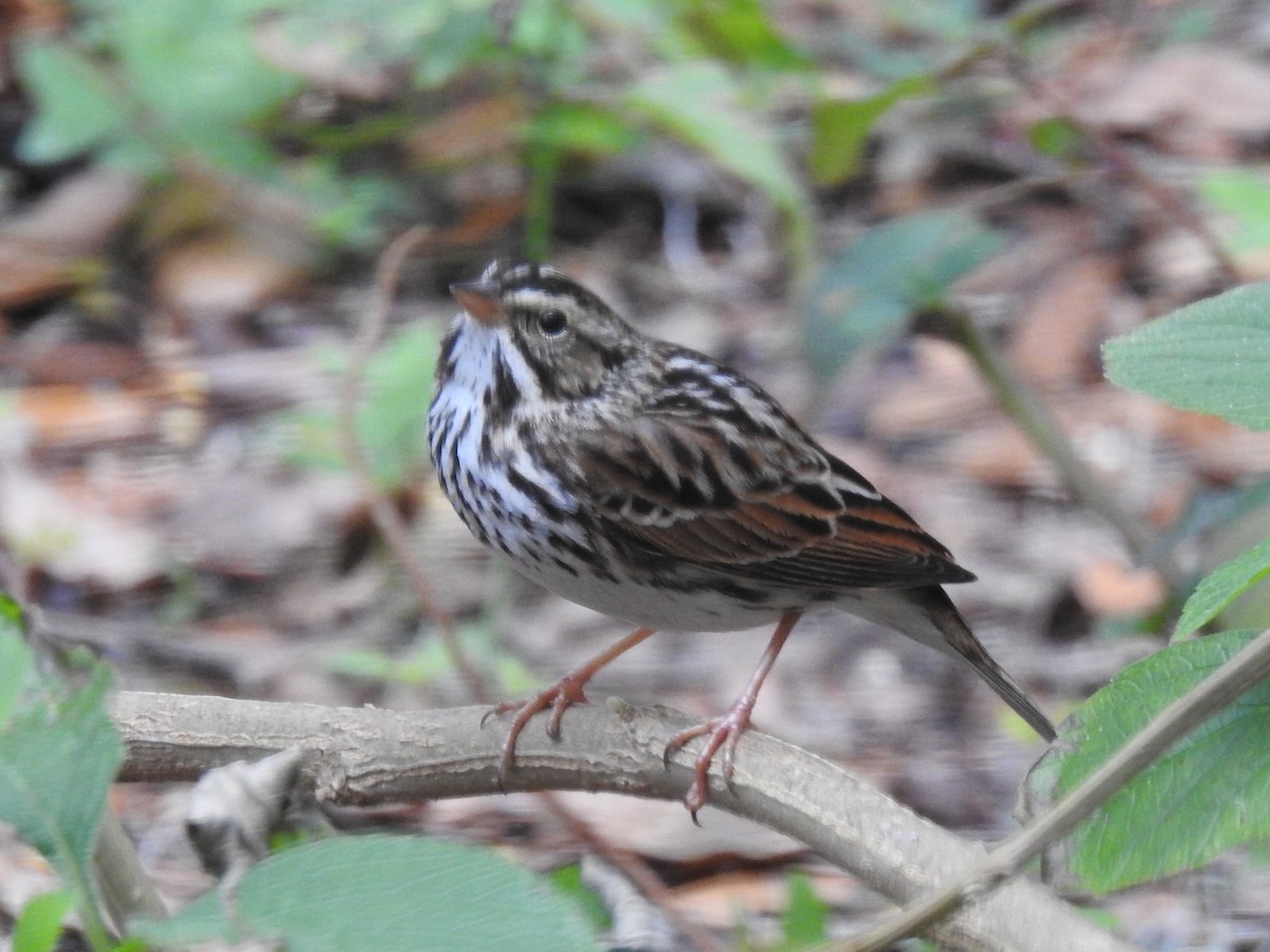 Savannah Sparrow - ML644675928