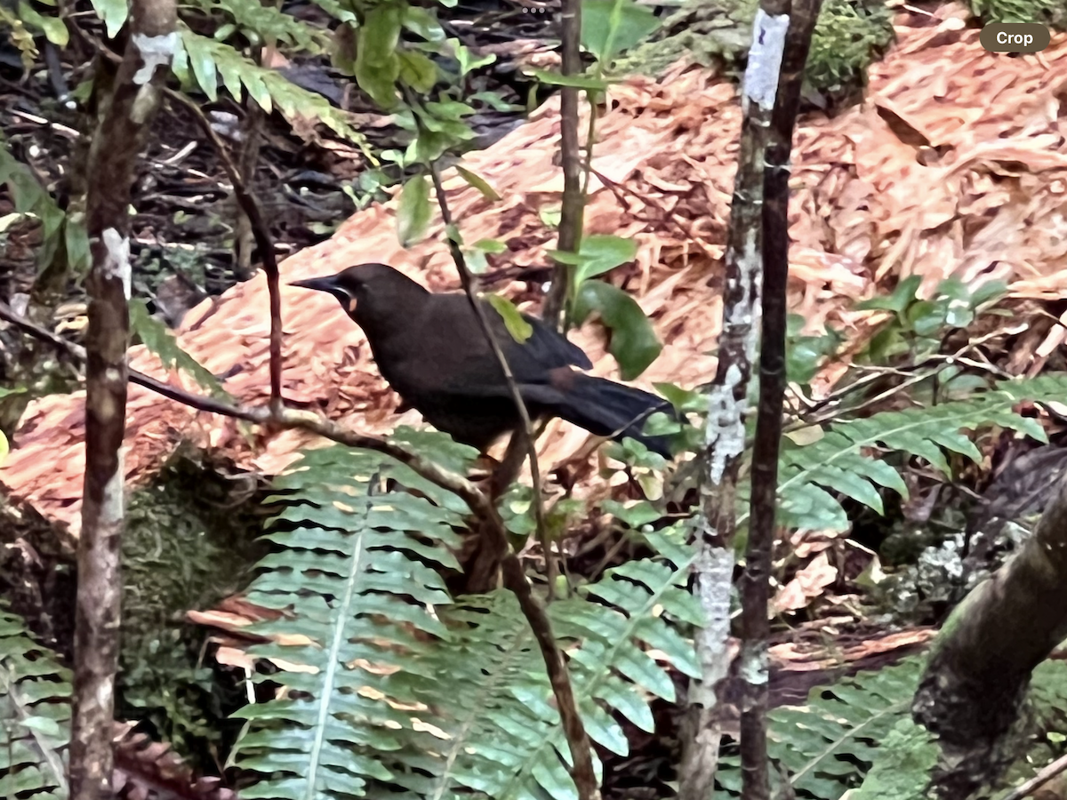 South Island Saddleback - ML644675932