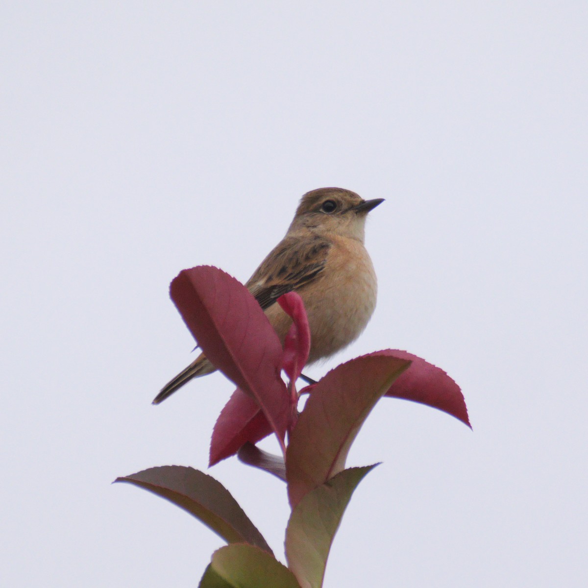 Amur Stonechat - ML644675934