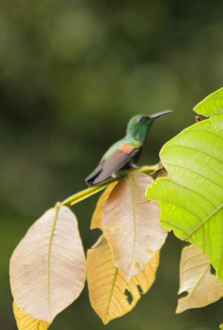 Stripe-tailed Hummingbird - ML644675938