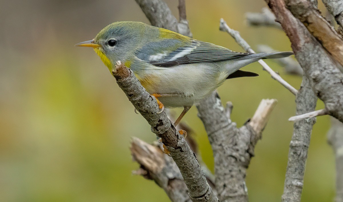 Northern Parula - ML644675939